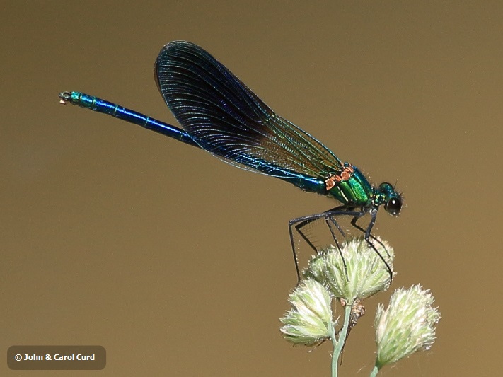 IMG_0944 Calopteryx xanthostoma male.JPG